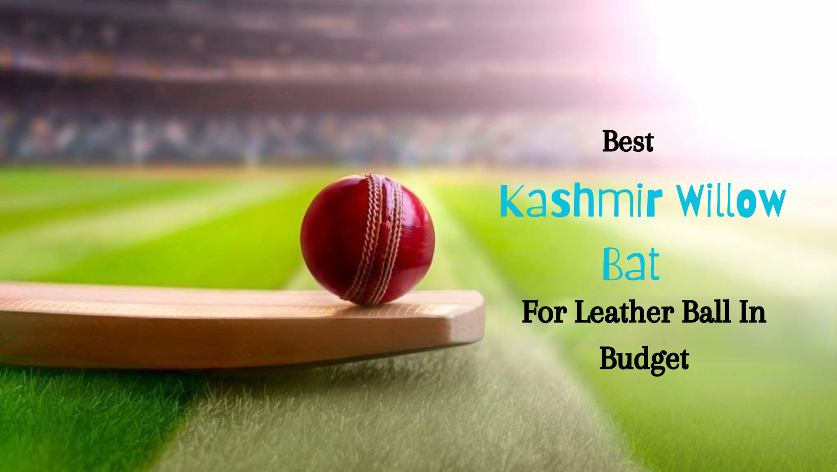 Kashmir willow bat